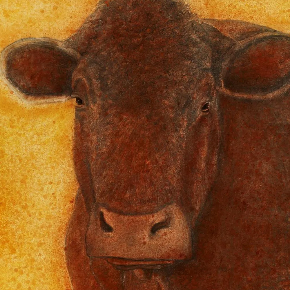 [cow][limited edition print by seth b minkin]